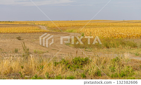 Dirt Road Corn Field Dirt Road Corn Field 132382606