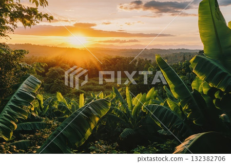 sunset in the jungle 132382706
