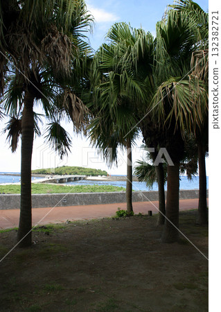 宮崎·青島 宮崎·青島 132382721