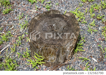 樹墩 樹墩 132382790
