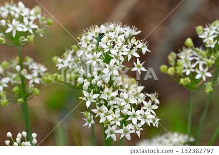 White louse flowers White louse flowers 132382797