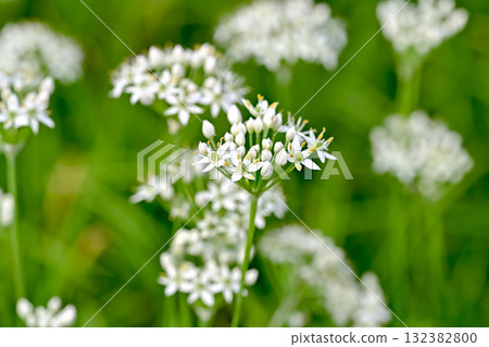 White louse flowers White louse flowers 132382800