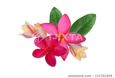 Plumeria, frangipani flowers ;red hawai flower isolated on white background. Plumeria, frangipani flowers ;red hawai flower isolated on white background. 132382894