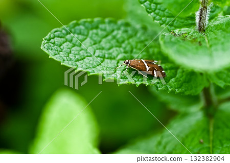 White-eared snake White-eared snake 132382904