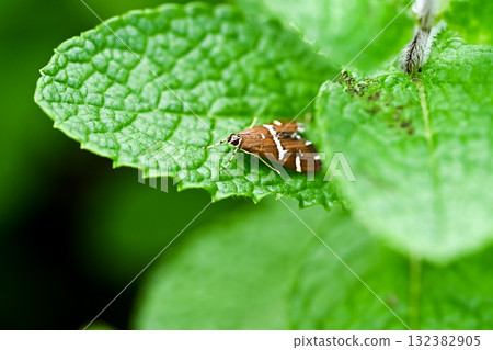 White-eared snake White-eared snake 132382905