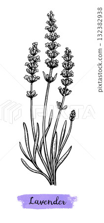 Lavender vintage engraving illustration 132382938