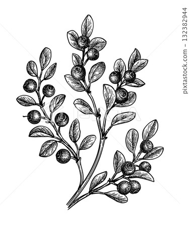 Blueberry branch ink sketch. 132382944