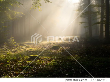 Sunbeams on a Misty Forest Path 132382969