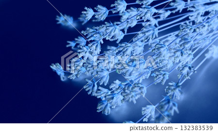 Miniature flowers on stems illuminated with soft blue light on a dark blue background with copy space  132383539