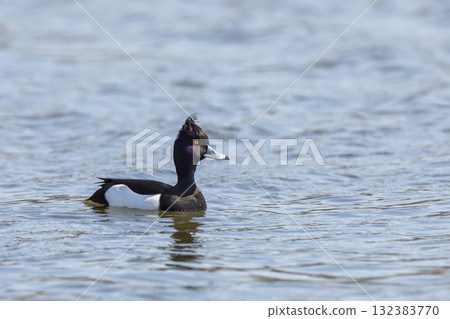 The tufted duck -or tufted pochard - Aythya fuligula - male small duck from Czech republic The tufted duck -or tufted pochard - Aythya fuligula - male small duck from Czech republic 132383770