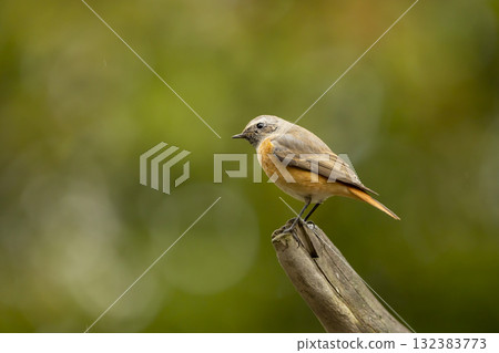 Common redstart perched on branch of tree branch (Phoenicurus phoenicurus). Beautiful bird perched on branch of tree in the forest. Wildlife in nature.  Czech republic 132383773