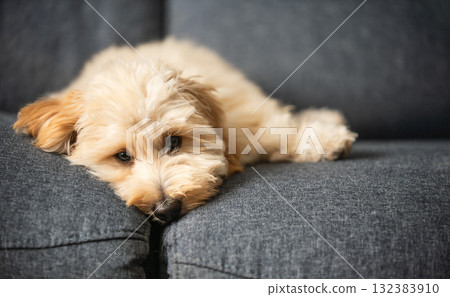 Full-body shot of a tiny, fluffy puppy resting on a dark gray couch. Full-body shot of a tiny, fluffy puppy resting on a dark gray couch. 132383910