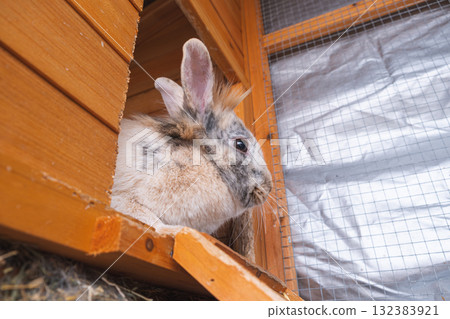 Cute Rabbit in Wooden Hutch Cute Rabbit in Wooden Hutch 132383921