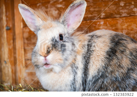 Adorable Tricolor Rabbit Close Up Adorable Tricolor Rabbit Close Up 132383922