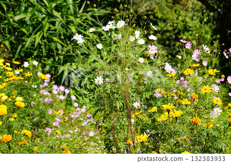 Vibrant Mix of White Pink Cosmos and Yellow Marigold Blooms Vibrant Mix of White Pink Cosmos and Yellow Marigold Blooms 132383933