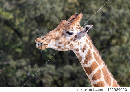 Say something, giraffe 132384030