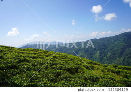 Composite View of Lush Tea Plantations Flowers and Himalayan Hill Town 132384129