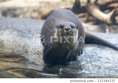 Asian small-clawed otter looking here Asian small-clawed otter looking here 132384135