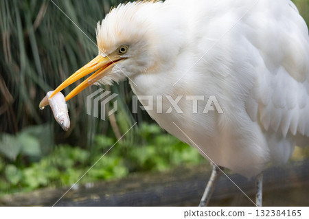 一隻牛背鷺叼著一條魚 一隻牛背鷺叼著一條魚 132384165