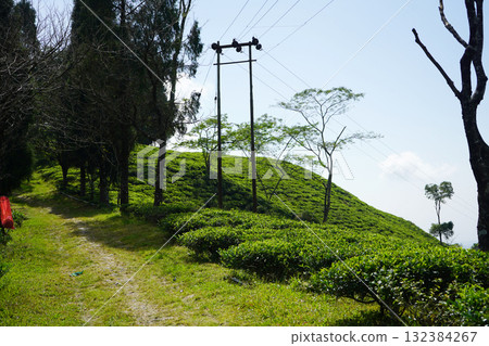 Lush Green Kalimpong Hills Tea Plantation and Hill Town 132384267