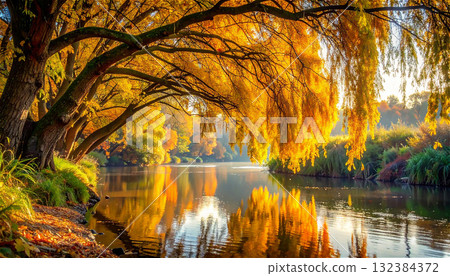 The willows by the river shine golden in the morning sun, and the beautiful autumn leaves are reflected on the water's surface. The willows by the river shine golden in the morning sun, and the beautiful autumn leaves are reflected on the water's surface. 132384372