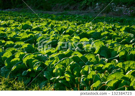 大白菜田 132384723