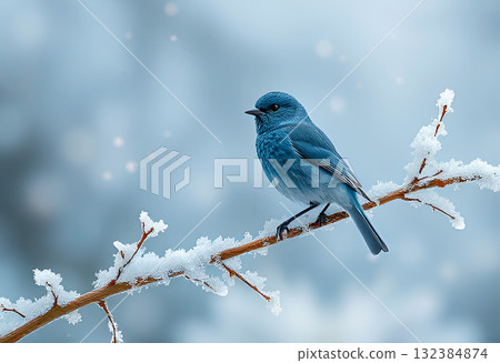 Vibrant blue songbird on snow-dusted branch with falling snowflakes, winter scene illustration 132384874