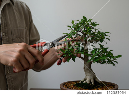 A person's hands pruning a ficus bonsai tree with shears. Close-up on the art of horticulture and plant care. Mindful hobby and zen gardening concept 132385064