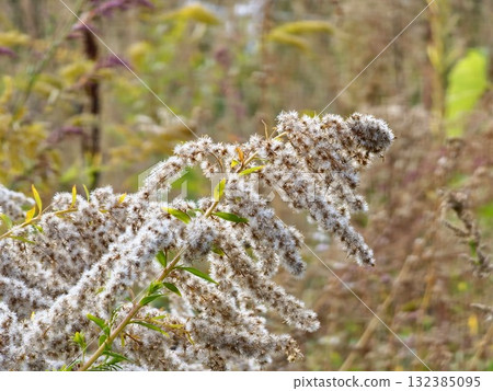 Solidago canadensis in a late autumn. Dried gray seeds, late autumn. Close-up Solidago canadensis in a late autumn. Dried gray seeds, late autumn. Close-up 132385095
