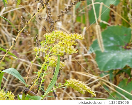 Solidago canadensis, commonly called goldenrods, is a genus of species of flowering plants in the family of asters, Asteraceae. Solidago canadensis, commonly called goldenrods, is a genus of species of flowering plants in the family of asters, Asteraceae. 132385096