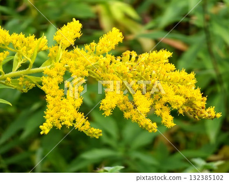 A close-up of a Canadian goldenrod, a cluster of small yellow flower heads. Solidago canadensis, 132385102