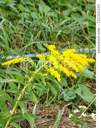 A close-up of a Canadian goldenrod, a cluster of small yellow flower heads. Solidago canadensis, A close-up of a Canadian goldenrod, a cluster of small yellow flower heads. Solidago canadensis, 132385103