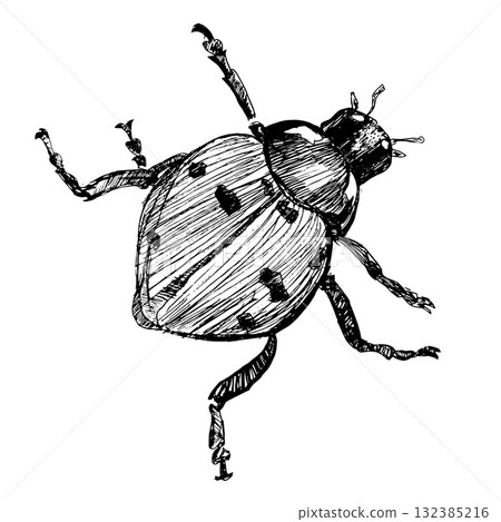 Ladybug illustration (line art) Ladybug illustration (line art) 132385216