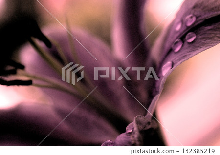 lily flower ping closeup background beautiful macro two flower heads lily flower ping closeup background beautiful macro two flower heads 132385219