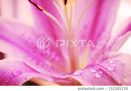 lily flower ping closeup background beautiful macro two flower heads 132385238