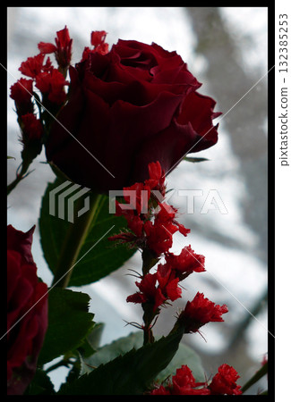 red roses on a snowy white background red roses on a snowy white background 132385253