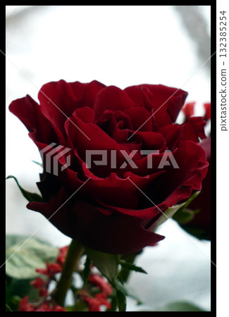 red roses on a snowy white background red roses on a snowy white background 132385254