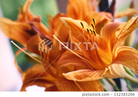 lily flower orange closeup background beautiful macro two flower heads lily flower orange closeup background beautiful macro two flower heads 132385266