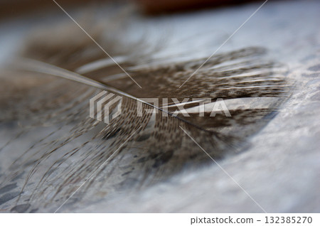 the gray pheasant feather lies on a stone base closeup macro the gray pheasant feather lies on a stone base closeup macro 132385270