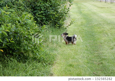 small mongrel dog tongue on top portrait on lawn standing garden park mown grass shrubs 132385282