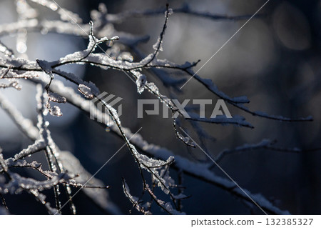 Winter twigs shining in the light Winter twigs shining in the light 132385327