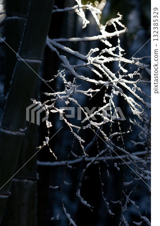 Winter bamboo forest and snowy branches_vertical 132385329