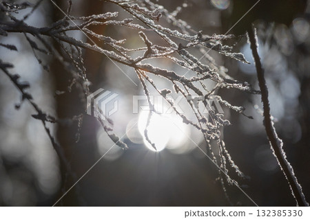 Winter day and frost-covered branches 132385330