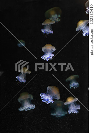 Mediterranear jellyfish, Cotylorhiza tuberculata or fried egg jellyfish swim in blue aquarium water 132385410