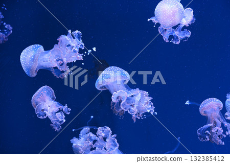 Group of Phyllorhiza punctata or Australian spotted jellyfish swim in deep blue water of aquarium Group of Phyllorhiza punctata or Australian spotted jellyfish swim in deep blue water of aquarium 132385412