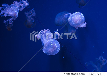 Group of Phyllorhiza punctata or Australian spotted jellyfish swim in deep blue water of aquarium Group of Phyllorhiza punctata or Australian spotted jellyfish swim in deep blue water of aquarium 132385413