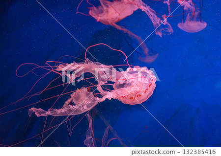 Close up of Chrysaora colorata or purple striped jelly jellyfish swim in deep blue water of aquarium Close up of Chrysaora colorata or purple striped jelly jellyfish swim in deep blue water of aquarium 132385416