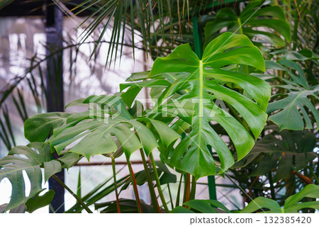 Large green monstera deliciosa or Swiss Cheese Plant leaf, plant background, nature wallpaper Large green monstera deliciosa or Swiss Cheese Plant leaf, plant background, nature wallpaper 132385420