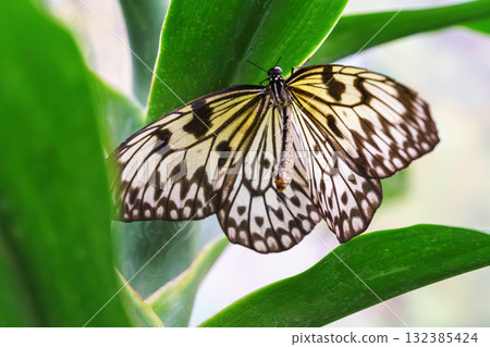 Idea leuconoe, Paper Kite butterfly, Rice Paper butterfly or Large Tree Nymph on green leaf, macro Idea leuconoe, Paper Kite butterfly, Rice Paper butterfly or Large Tree Nymph on green leaf, macro 132385424