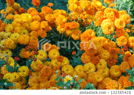 Yellow and orange autumn chrysanthemum flower bushes, blooming in fall garden under sunlight Yellow and orange autumn chrysanthemum flower bushes, blooming in fall garden under sunlight 132385428